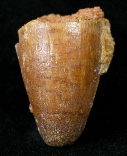 Cretaceous Fossil Crocodile Tooth - Morocco #15356